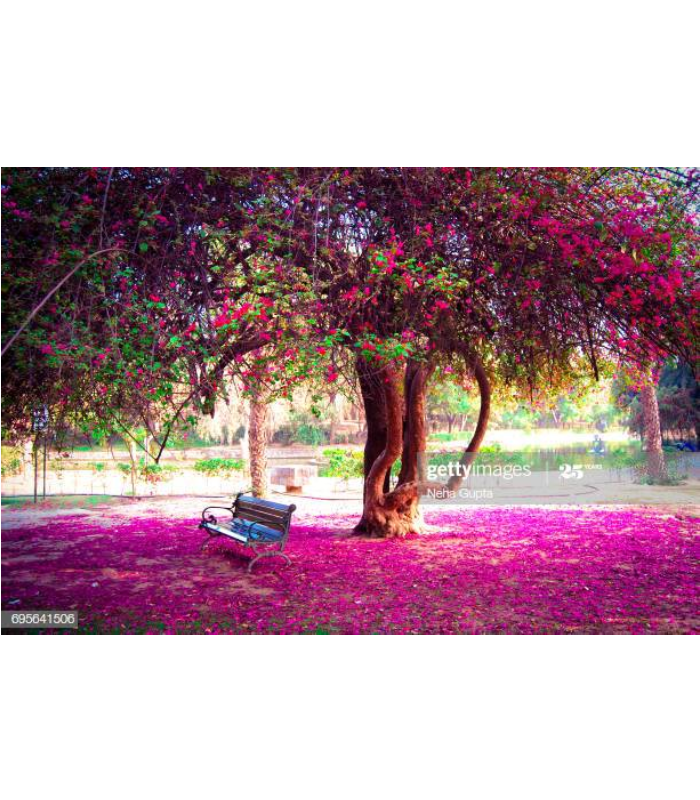 new designer template